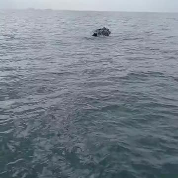 Whales die in the sea