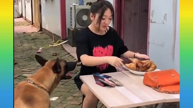 Cute dogs-- ❤️ baby dogs ---- cute and funny dog videos compilation