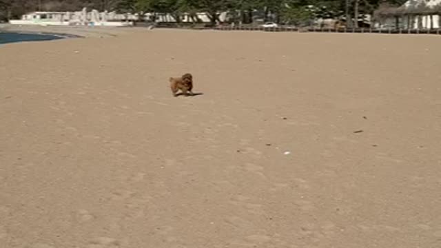 Puppy playing with a toy on the sandy beach