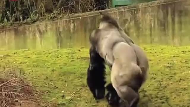 This Gorilla is Cousing Quite a Stir acting like a human :D