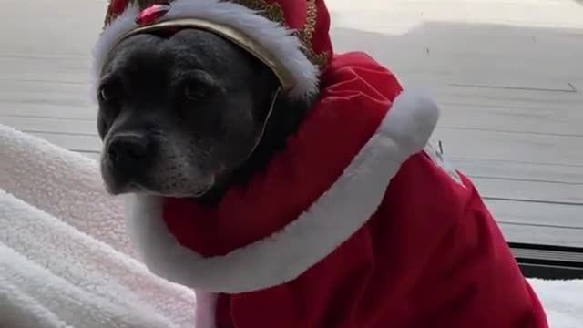 The KING of the House - Cute Puppy - I Love it
