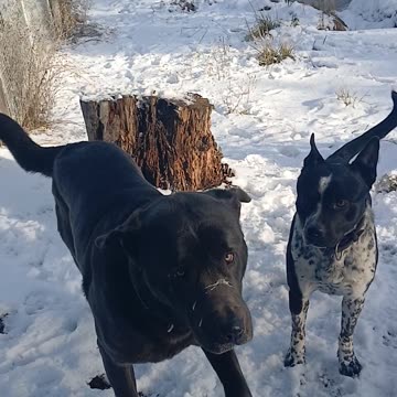 My Boys: Pepper and Link