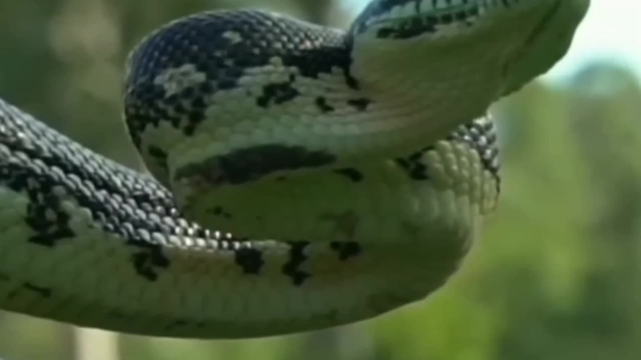 Mind_Blowing_Facts_About_Animals_🐍🤯___Crazy_Facts___Amazing_Facts_In_Hindi(1080p)
