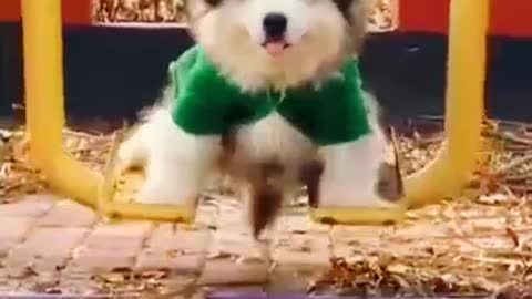 Dog Gets Demands More Attention