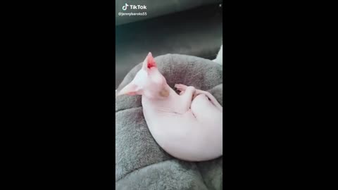 sphynx funny shorts