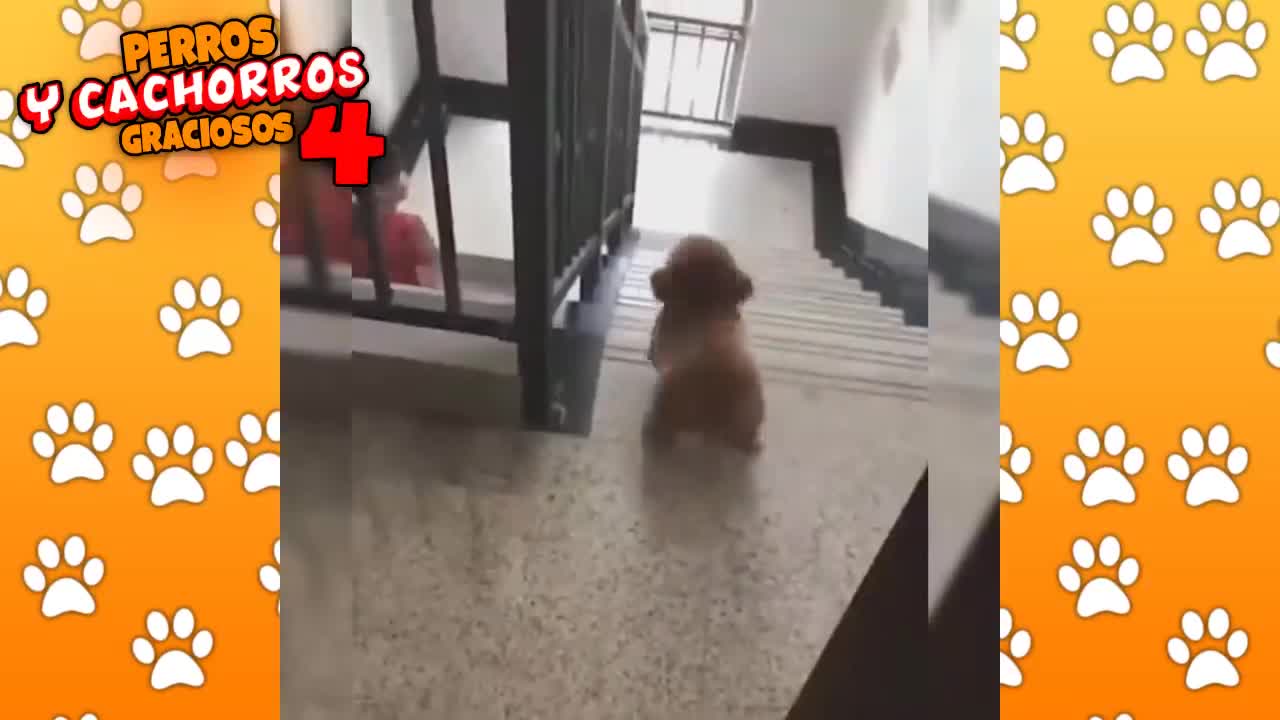 Perros y cachorros graciosos #4🐶