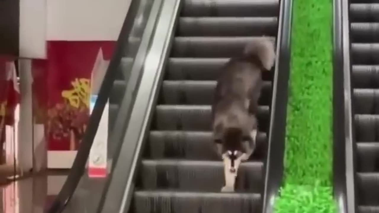 Funniest & Cuteeee Cats 🥰