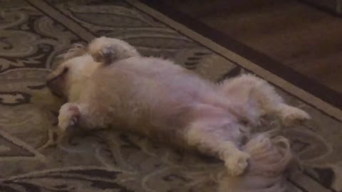 Shi Tzu Snoring Night Terror