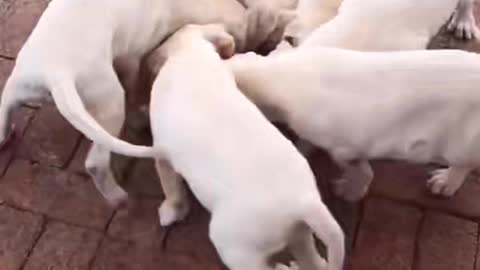 dogs play his friends !!