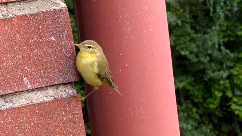 sweet sleepy bird