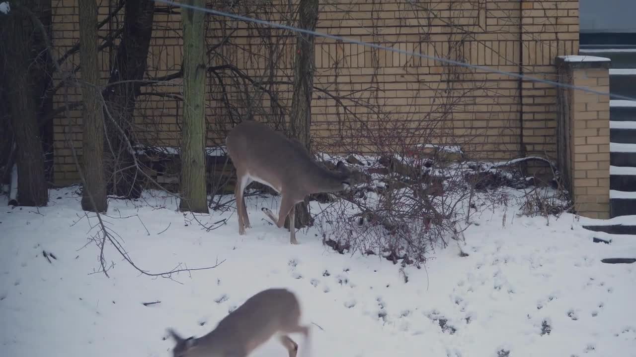 A deer scavenges for food in a residential neighborhood in winter. Pittsburgh suburbs