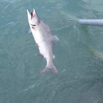 Humpback Pink Salmon, a beautiful looking fish but not good for food.