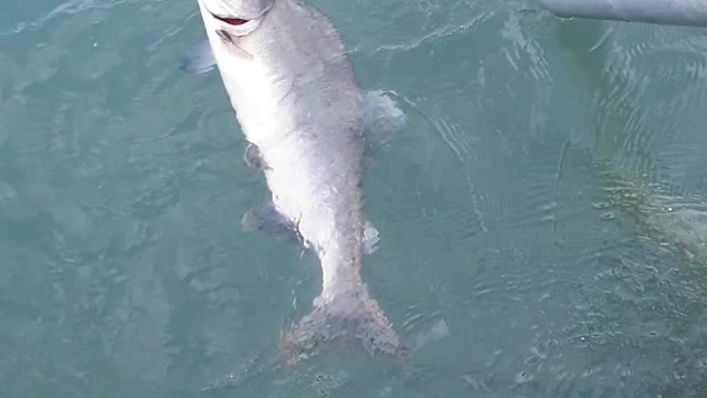 Humpback Pink Salmon, a beautiful looking fish but not good for food.