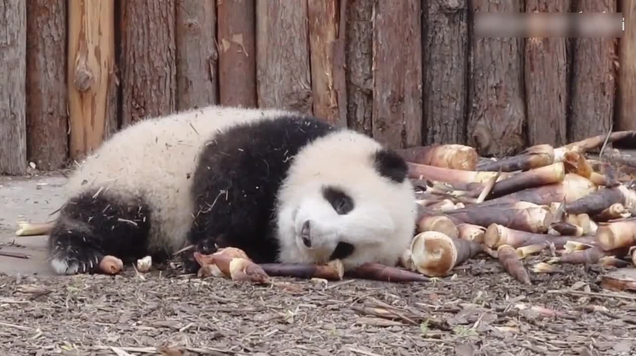 The little panda fell asleep while eating