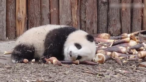 The little panda fell asleep while eating