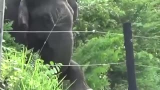 Elephant carefully tests electric fence before removing it