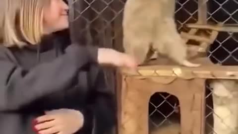 Smart funny animals videos