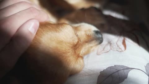 Adorable funny longhair chihuaha dog sleeps on plaid Very cute pet Beautiful sun shade