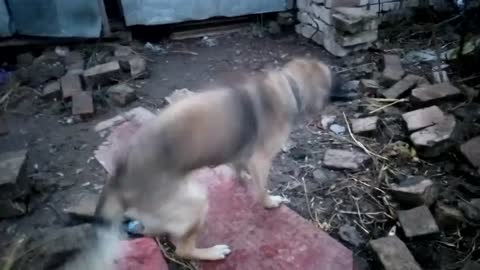 My dog Cesar