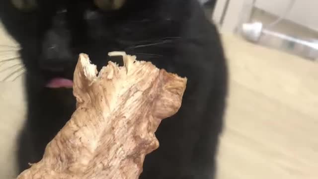 A black cat eating a freeze-dried snack