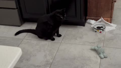 Cute Precious Piper Inspects the Dog Feeding Area - Adopting a Cat from a Shelter Vlog