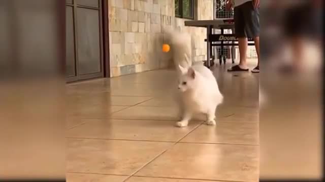Baby cat funny video - baby cat funny cat compilation - baby cat dance - ALL ROUNDER NATURE SOUNDS