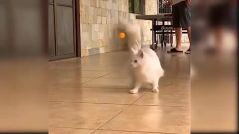 Baby cat funny video - baby cat funny cat compilation - baby cat dance - ALL ROUNDER NATURE SOUNDS