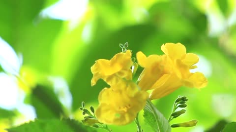 Happy Birds Singing Sound Mountain l Beautiful Flowers l Perfect for morning relaxation, depression and stress l Nature Video