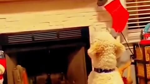 TV AND DOGS