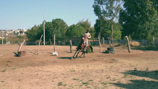 horse training