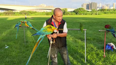 This guy has more Macaw's then he knows what to do with!
