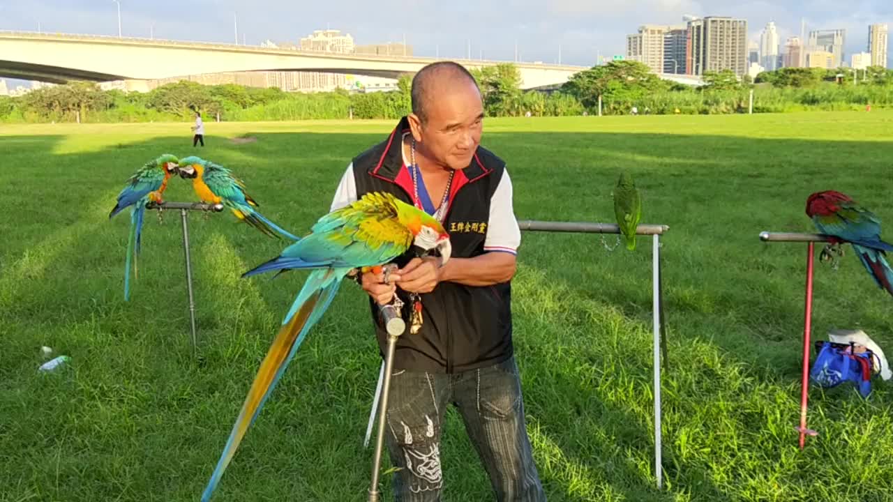 This guy has more Macaw's then he knows what to do with!