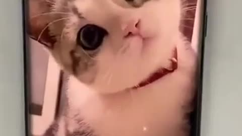 SO CUTE CATS VIDEO