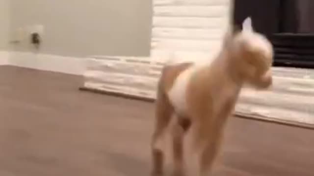 Funny and Cute Baby Goat Jumping Around