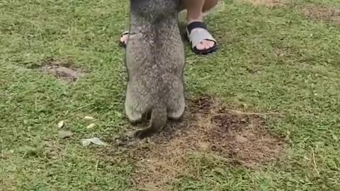 Cute_Wild_animal_bobak_marmot_or_prairie_dog_45_#marmot_#animal