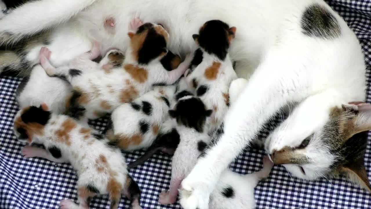 hungry pet, baby cat & mother