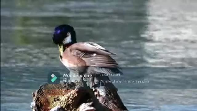 A Duck Grooms Itself While On A Log Of Wood Beside a Lake