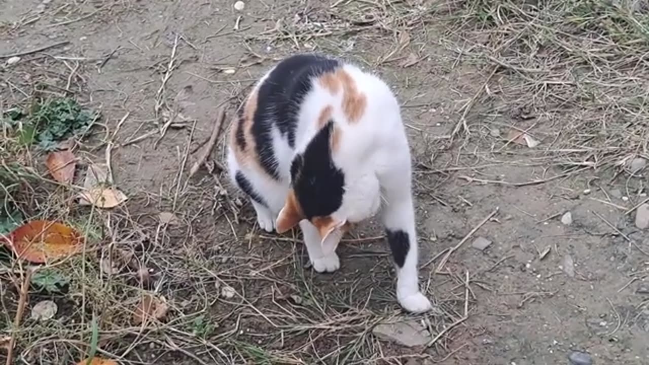 A colorful cute cat is looking for something in the yard.