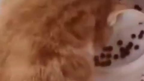 Funny Animals 😹 🤣 Funniest Animals Ever
