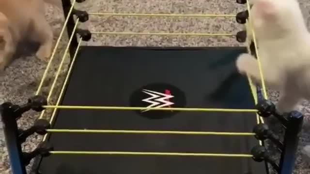 Wwe cat wrestling