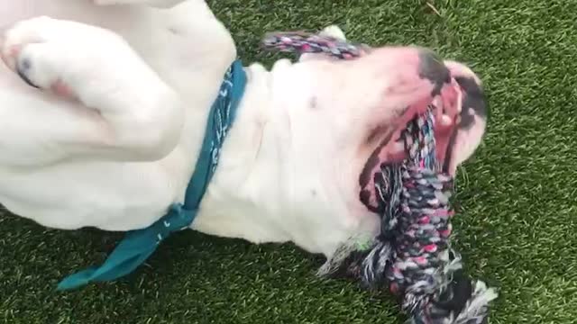 White dog blue bandana plays fetch lawn