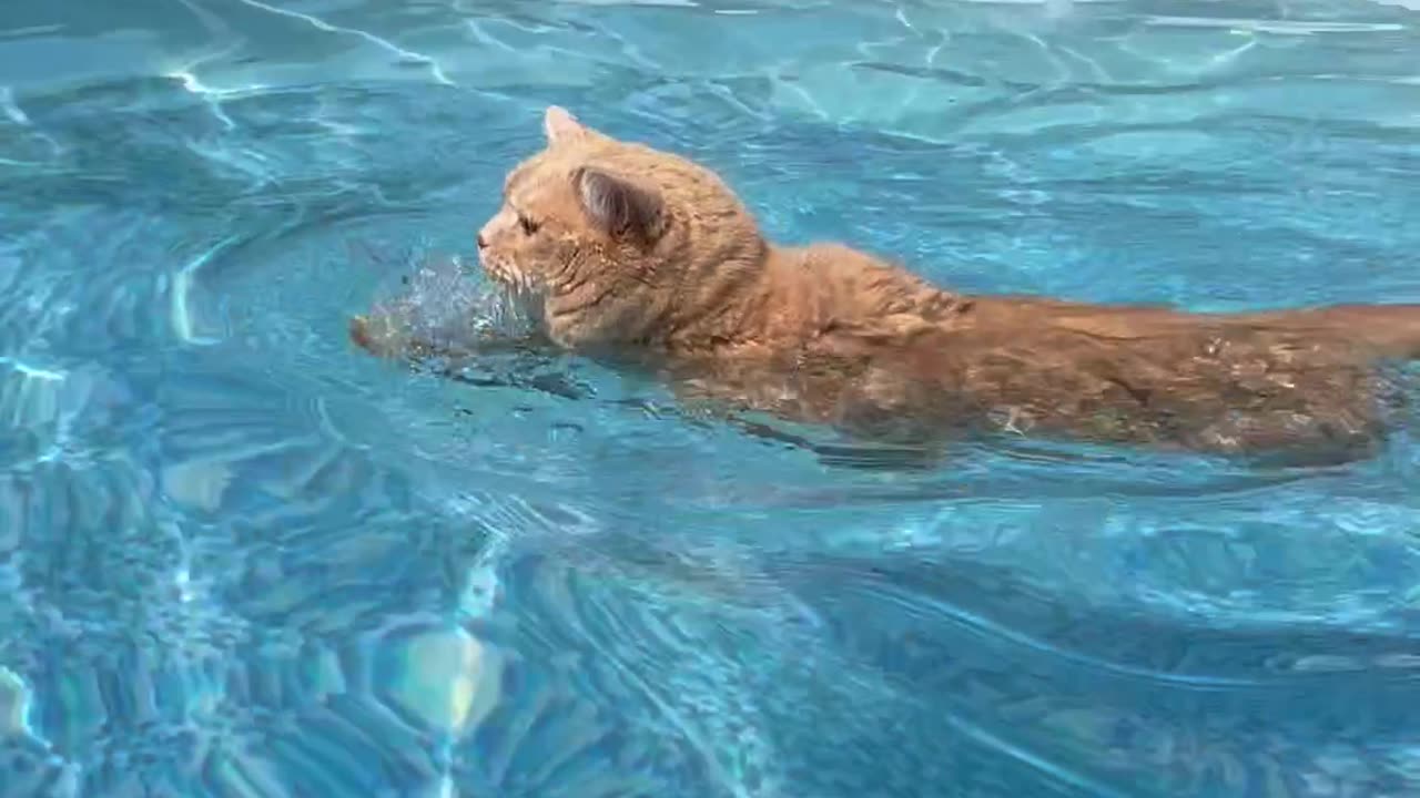 Cat Cools Off in Swimming Pool