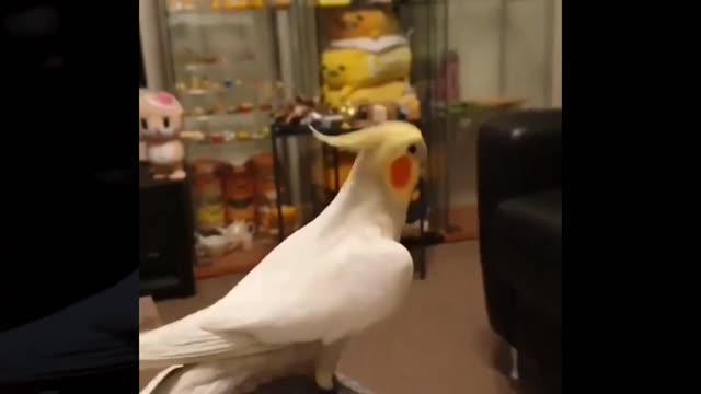 butiful pigeon