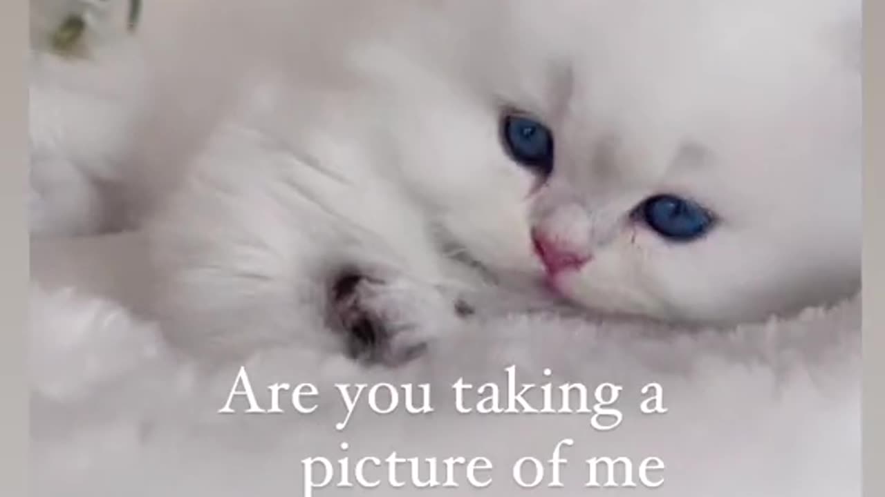 Cute kitten with blue eyes