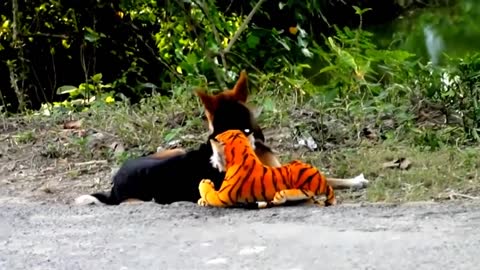 (Prank dog) with Fake Tiger Vs Dog Prank Video