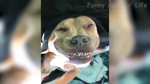 125 🤣 Funniest 🐶 Dogs And 😻 Cats Try Not To Laugh Funny Pet Animals' Life 😇