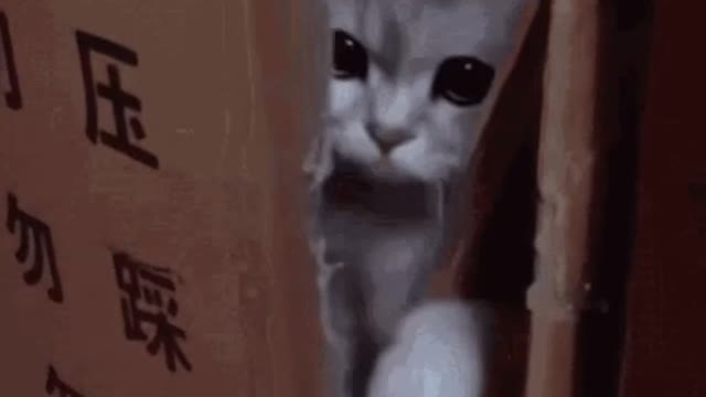 Cute Cat Gif