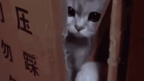 Cute Cat Gif