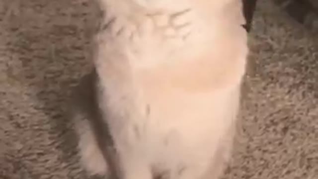 All my pet cats | 6mrsaif9 |