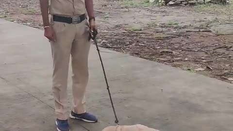 Police dog video